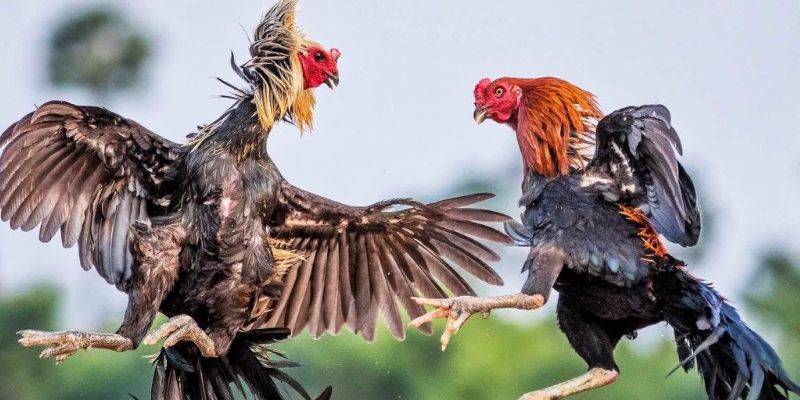 Để bắt đầu cá cược đá gà tại 888B, bạn chỉ cần làm theo các bước